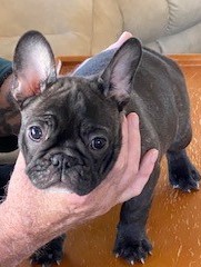 Brindle puppy