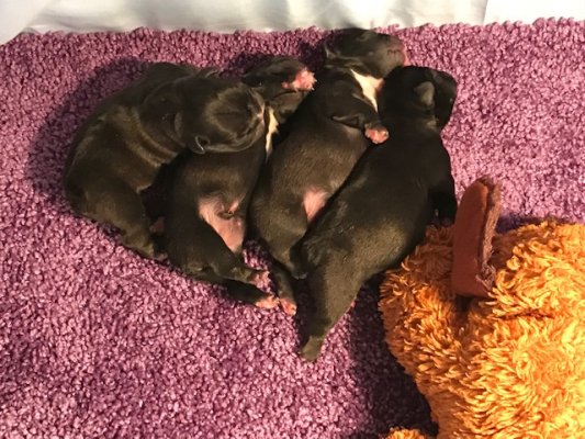 French Bulldog puppies