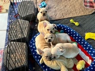 fawnpuppies2